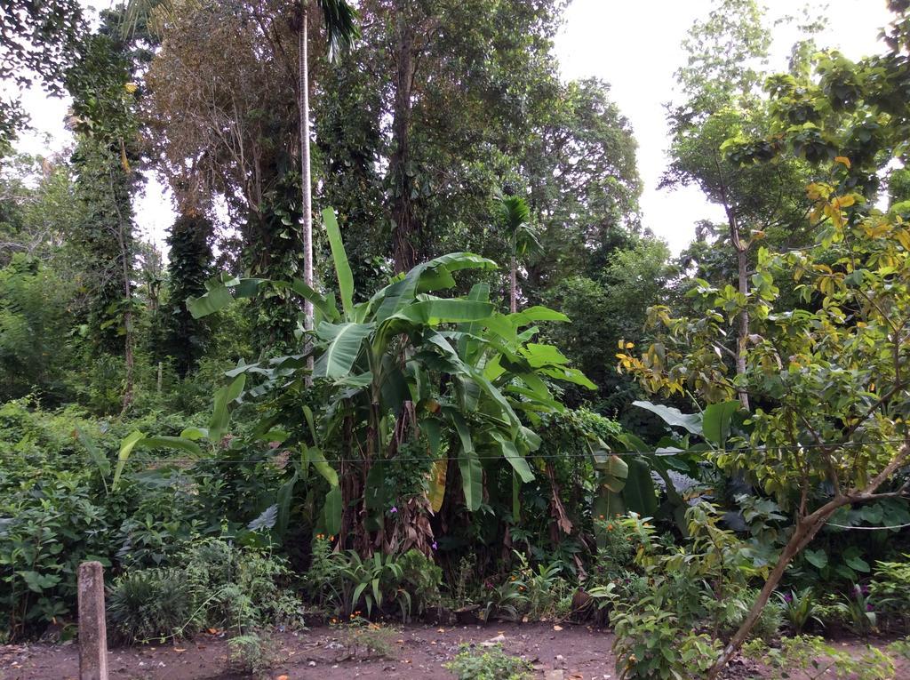 Fern Dale Villa Weligama Oda fotoğraf